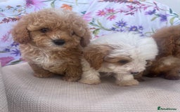 Cavapoo dogs for sale: Cavapoo puppies - Image 7