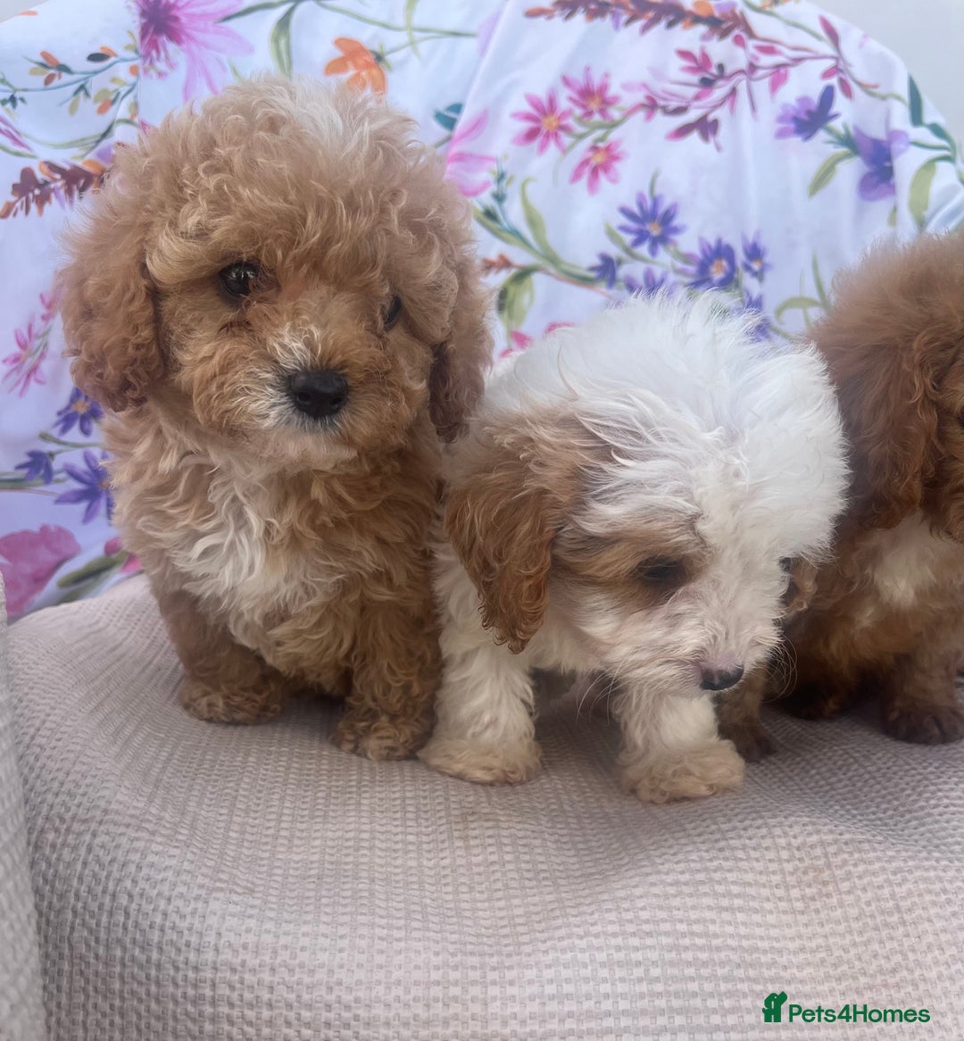 Cavapoo dogs for sale: Cavapoo puppies - Image 7