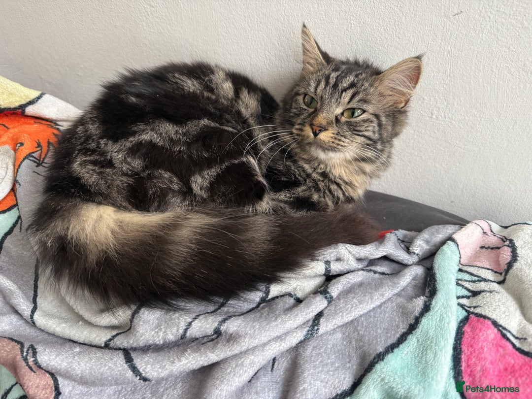 Domestic Shorthair cats for sale: Beautiful puddle of fluff - Image 2