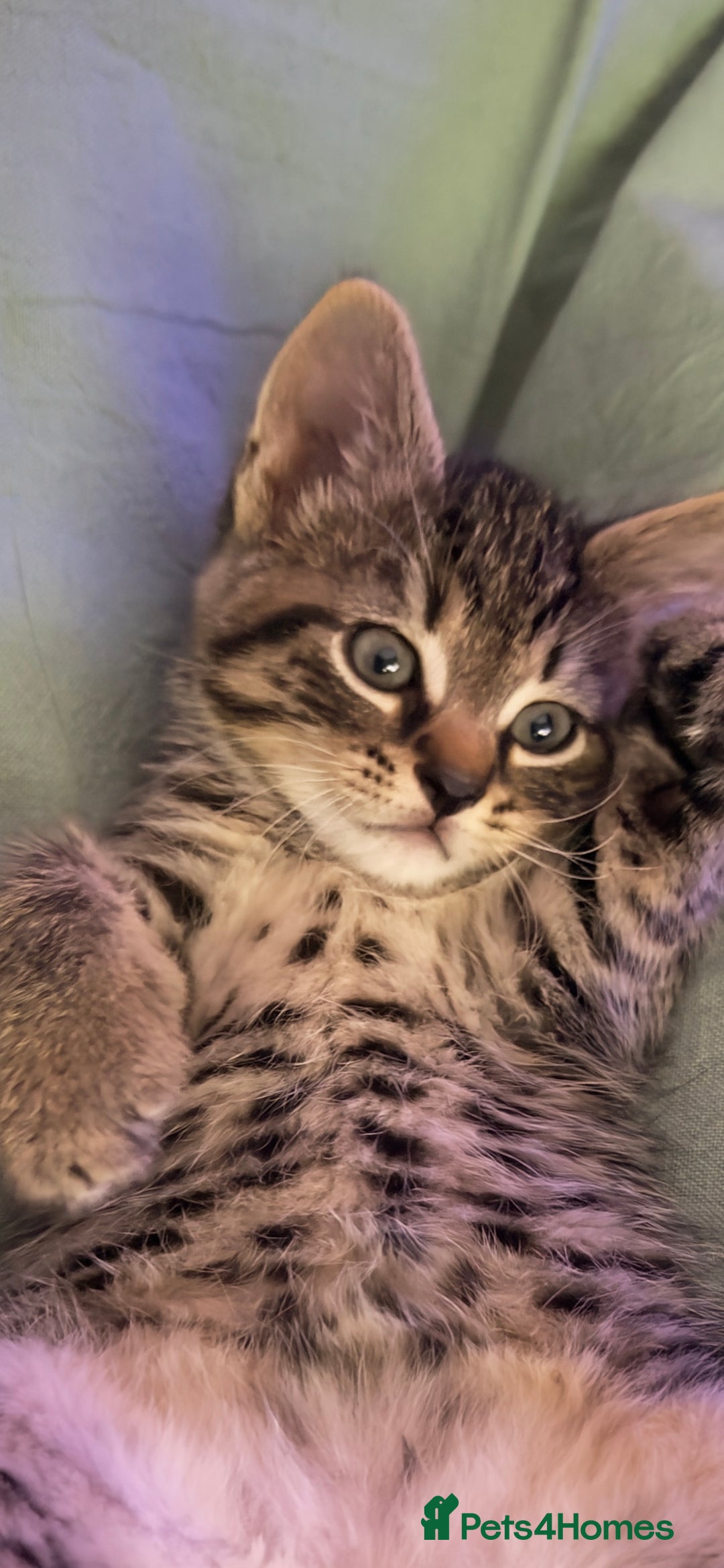Mixed Breed cats for sale: Beautiful kittens!!!!! READY from 7/08/25 - Image 2