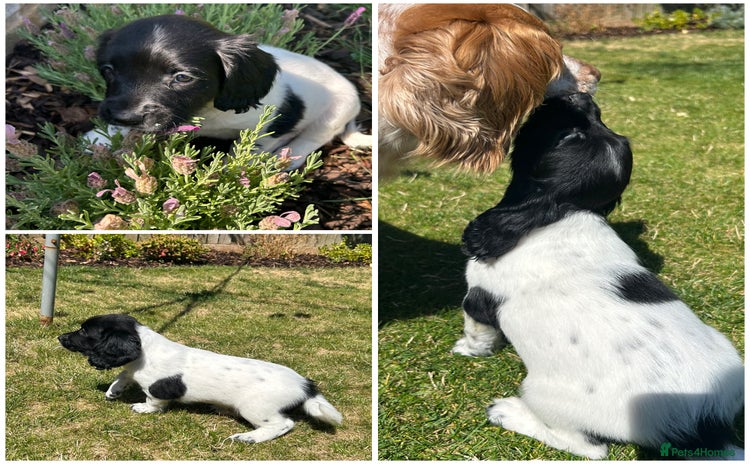 English Springer Spaniel dogs - Advert 2