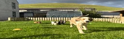 Bernedoodle dogs for sale: Outstanding Bernedoodle F1bs - Advert 9