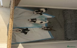 Jack Russell dogs for sale: Beautiful jack russle puppies - Image 11
