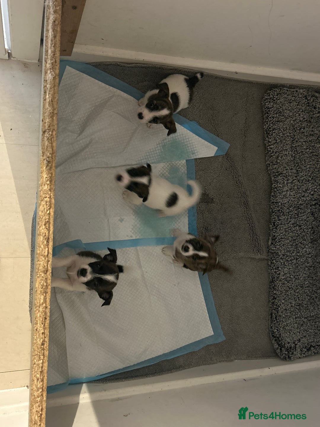 Jack Russell dogs for sale: Beautiful jack russle puppies - Image 11