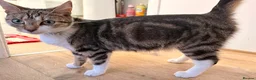 Mixed Breed cats for sale: Kittens for sale in Rotherham - Advert 2