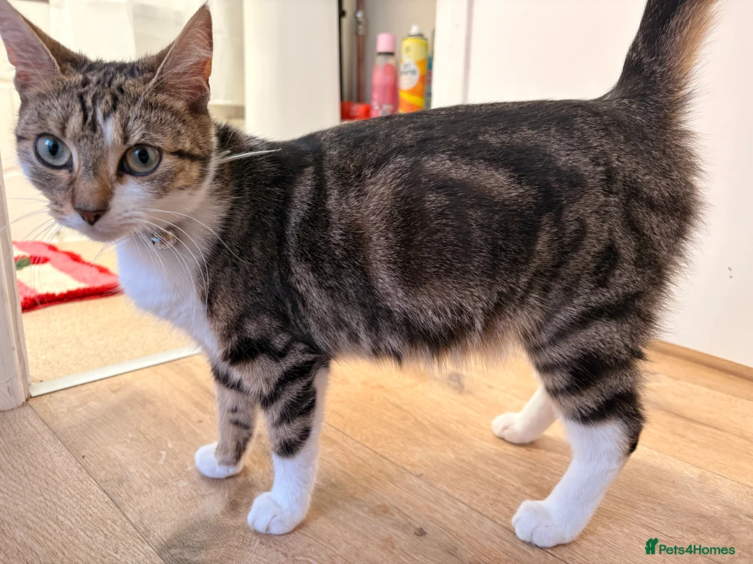 Mixed Breed cats for sale: Kittens for sale in Rotherham - Advert 2