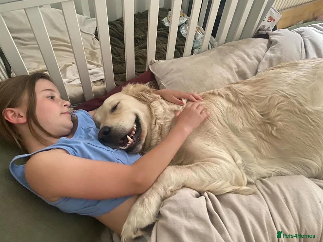 Golden Retriever dogs for sale: KC registered golden Retriever’s  in Hull - Advert 1