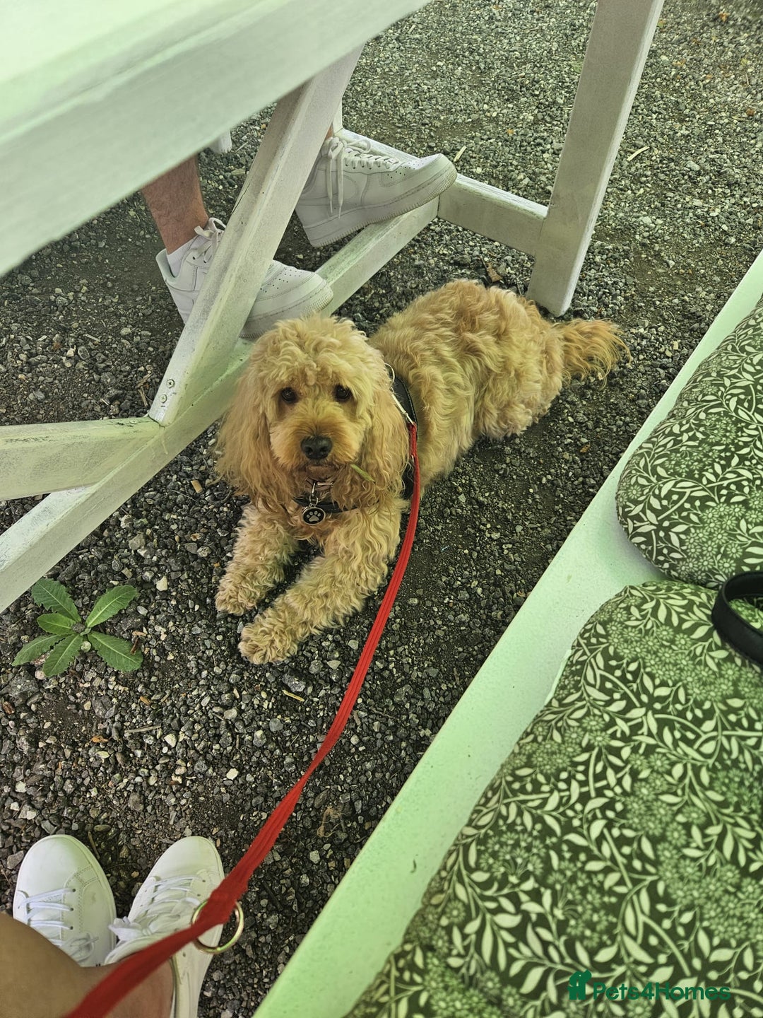 Gallery Image {{count}}