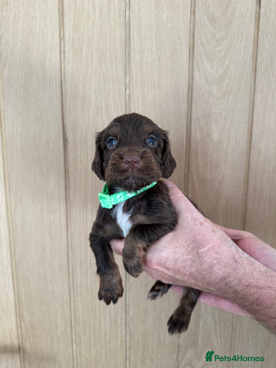 Cocker Spaniel dogs for sale: Cocker spaniel puppy’s  - Image 3