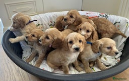 Cockapoo dogs for sale: Beautiful Cockapoo Puppies - Image 1