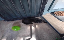 Mixed Breed cats for sale: Free 18 weeks 2 kittens free  - Image 4