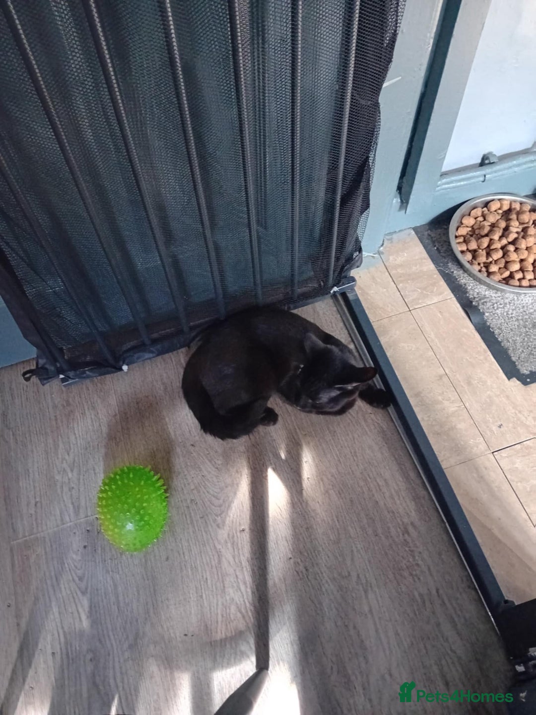 Mixed Breed cats for sale: Free 18 weeks 2 kittens free  - Image 4