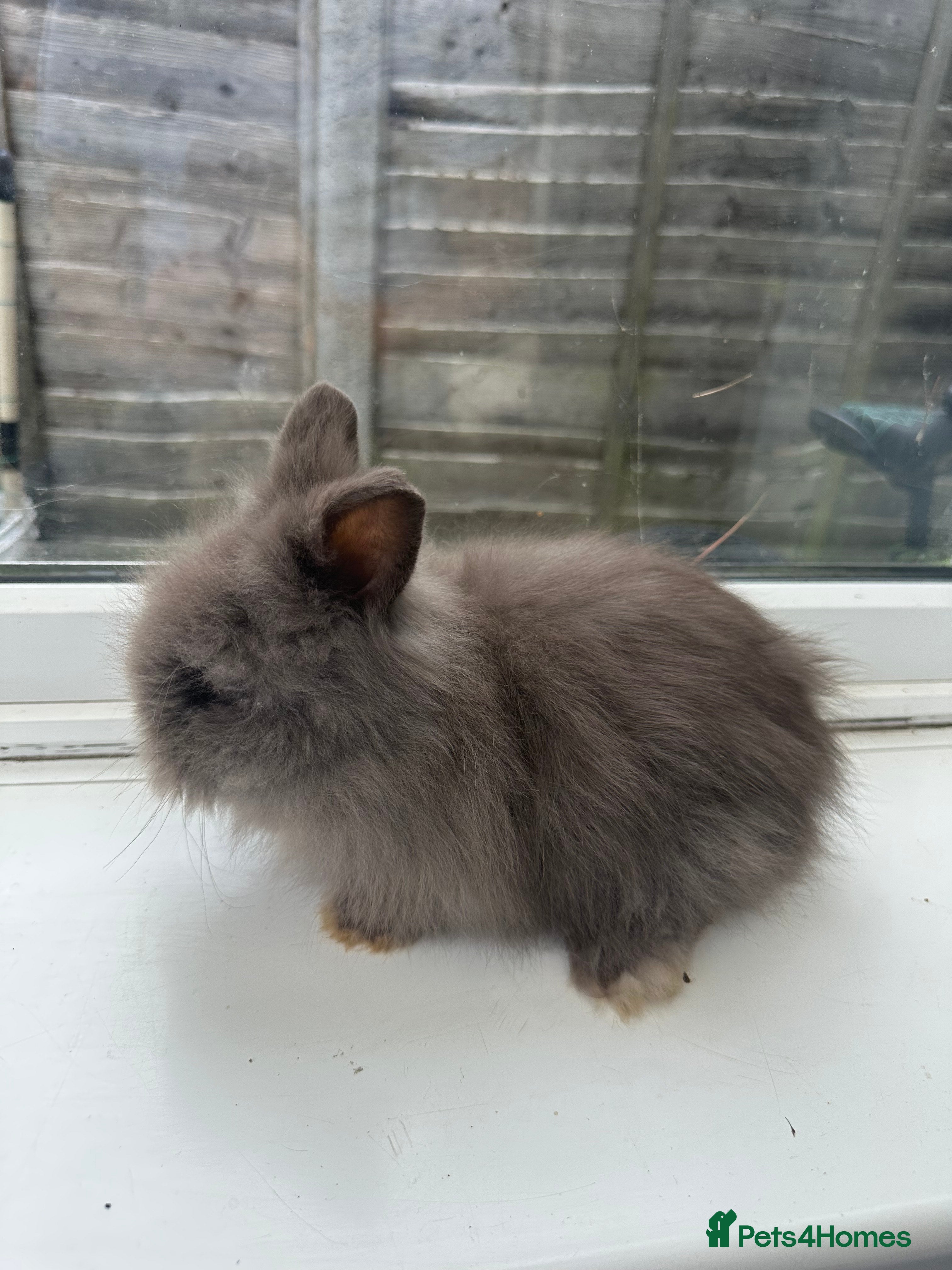 Angora rabbits Teddy Dwerg, Dwarf Baby Rabbits  - Advert 1