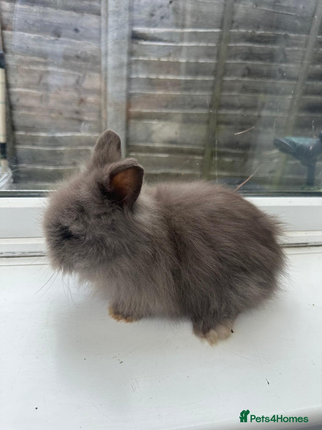 Angora rabbits for sale: Teddy Dwerg, Dwarf Baby Rabbits  - Advert 1