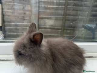 Angora rabbits Teddy Dwerg, Dwarf Baby Rabbits - Advert 1