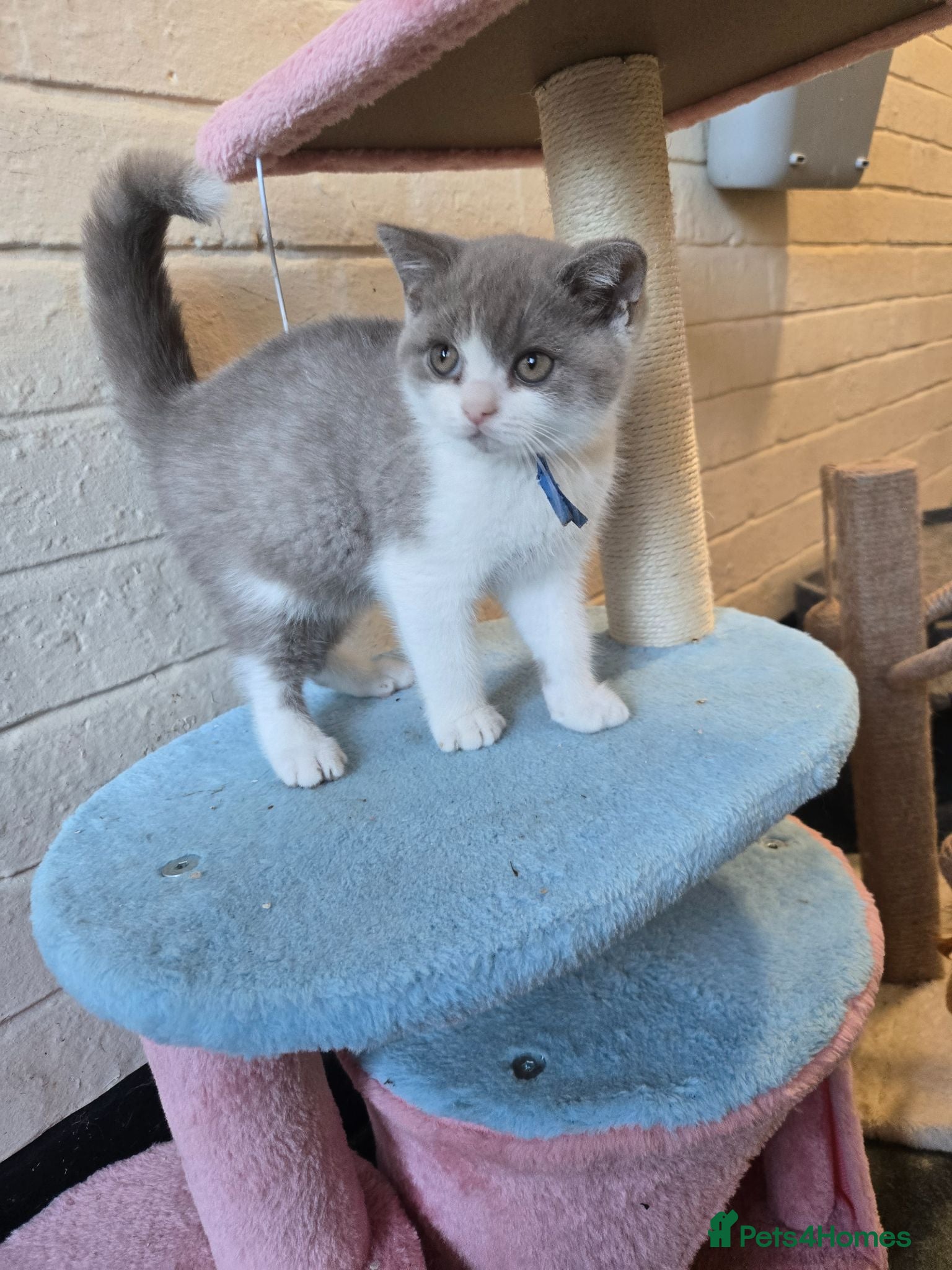 British Shorthair cats Full british shorthairs ready now  1 boy  - Advert 14