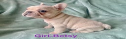 French Bulldog dogs for sale: Only 2 Girls left:French Bull Dog Puppies - Advert 26