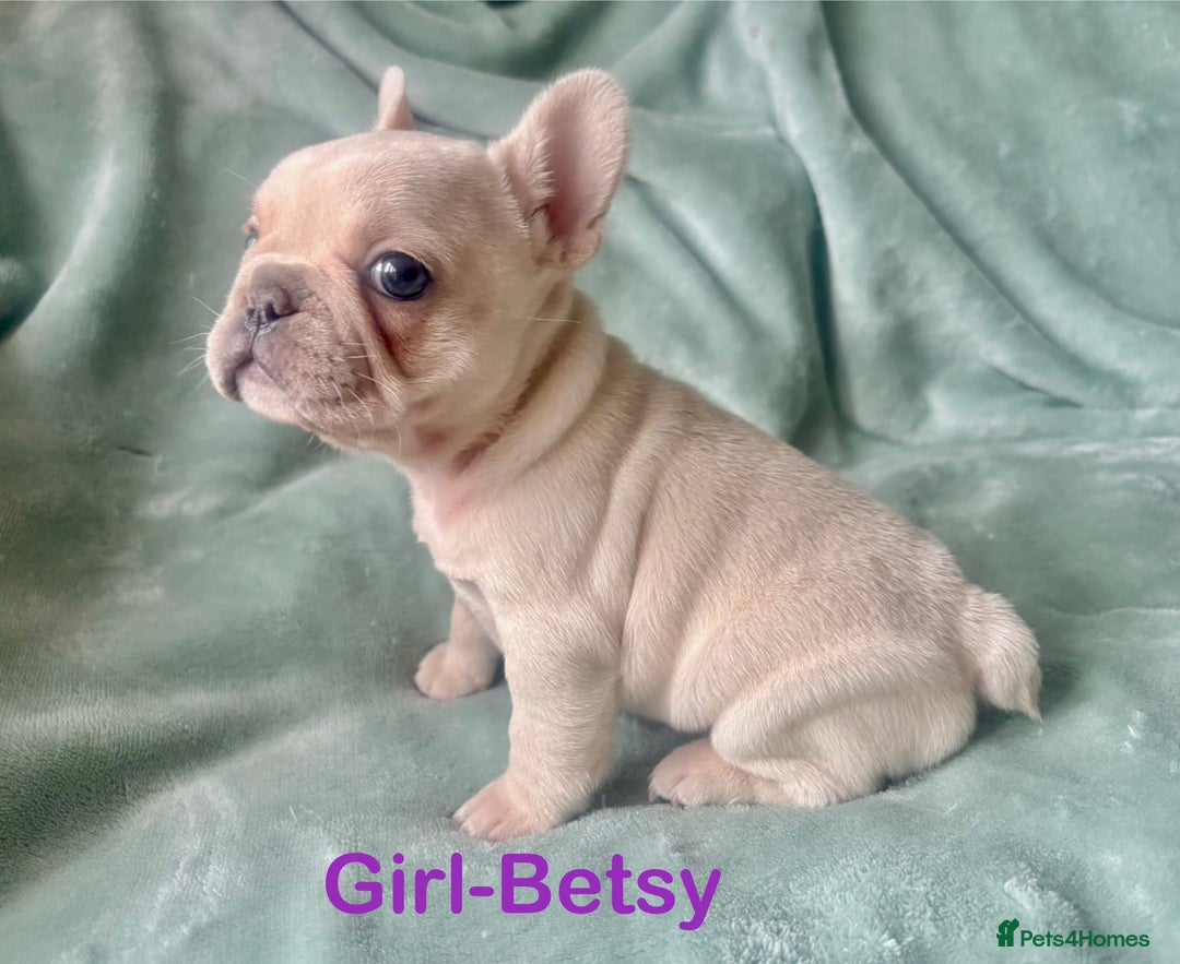 French Bulldog dogs for sale: Only 2 Girls left:French Bull Dog Puppies - Advert 26