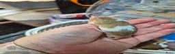 Mouse rodents for sale: Fancey Male and female mice - Advert 27
