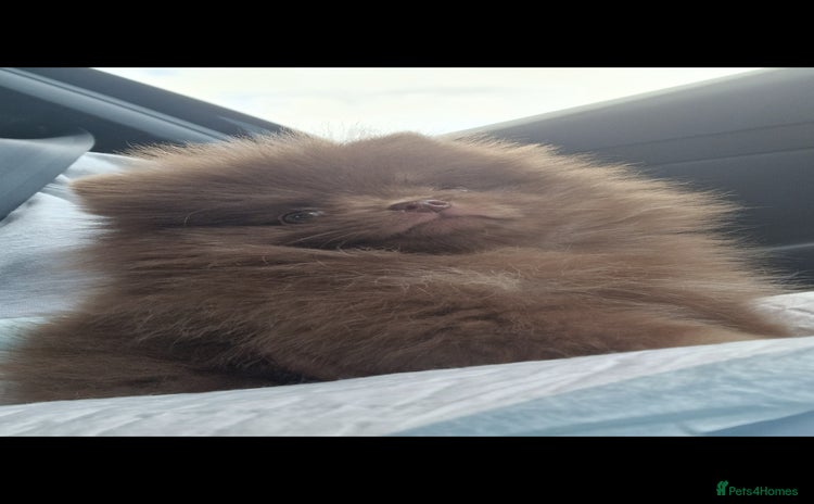 Pomeranian dogs - Advert 1