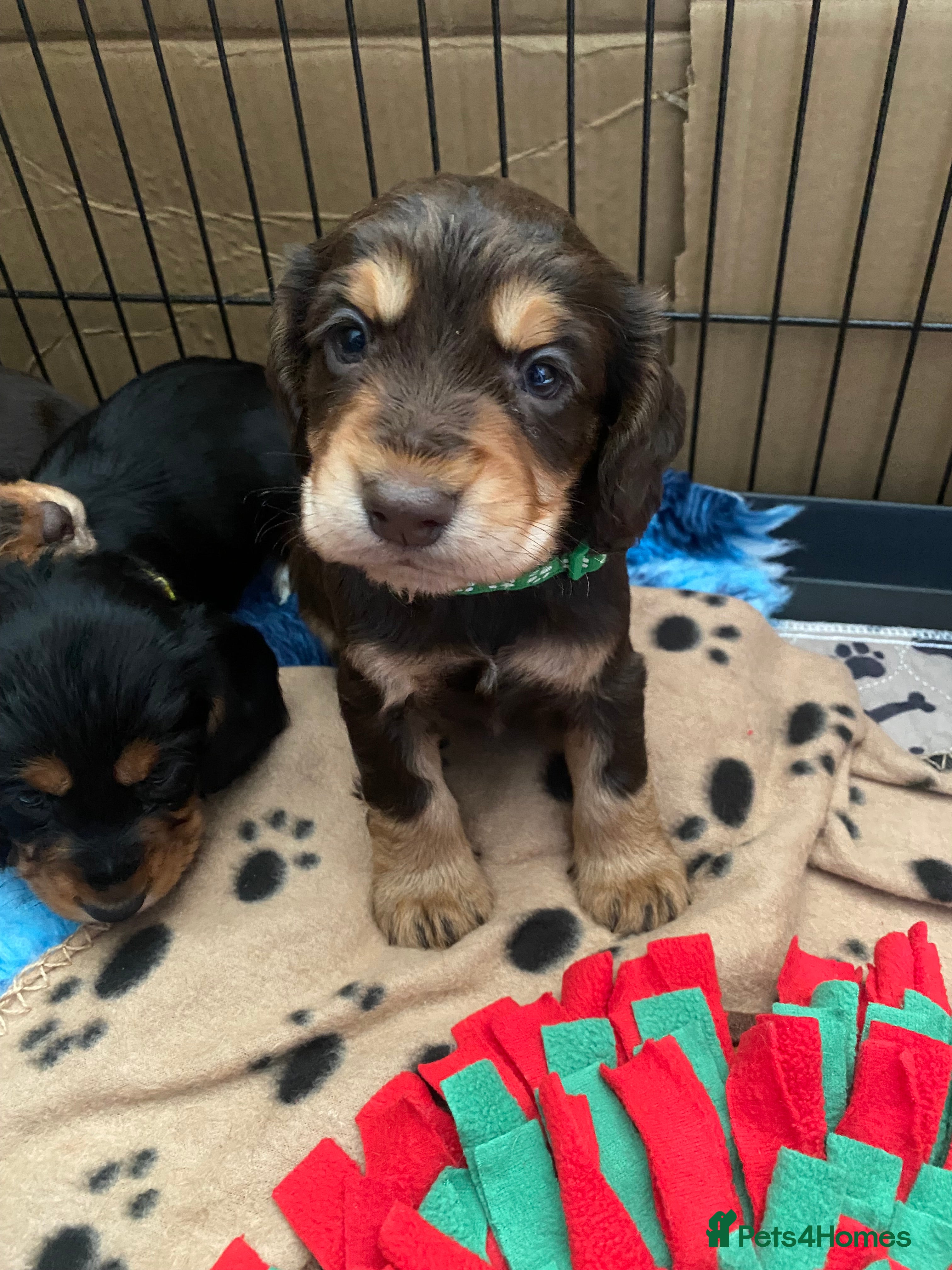 Cocker Spaniel dogs 1 Male left - cocker spaniel - Advert 2