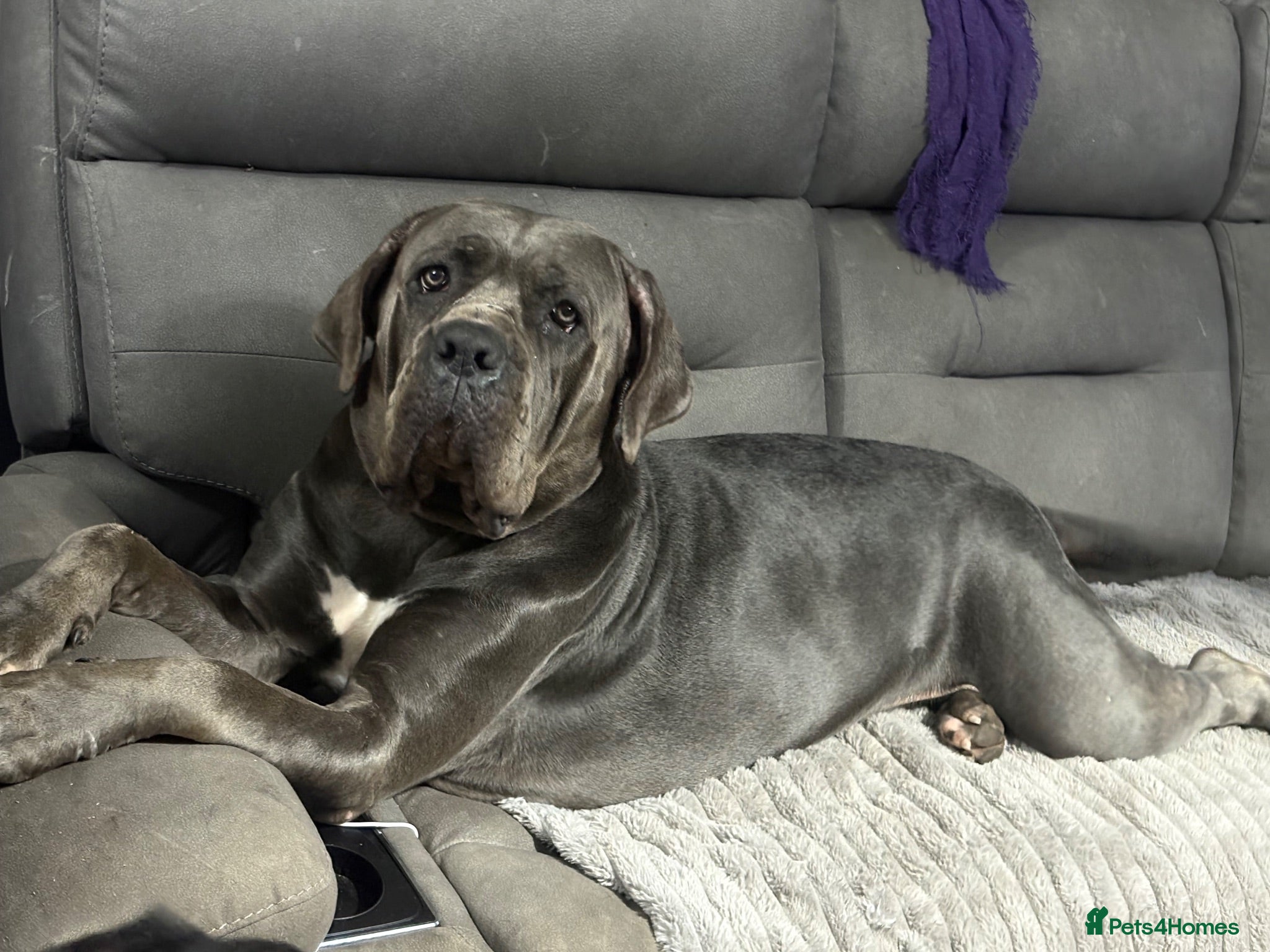 Cane Corso dogs Cane corso pups - Advert 4
