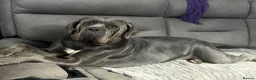 Cane Corso dogs for sale: Cane corso pups in Johnstone - Advert 1