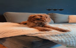 Cockapoo dogs for sale: Nova the Cockapoo  - Image 1