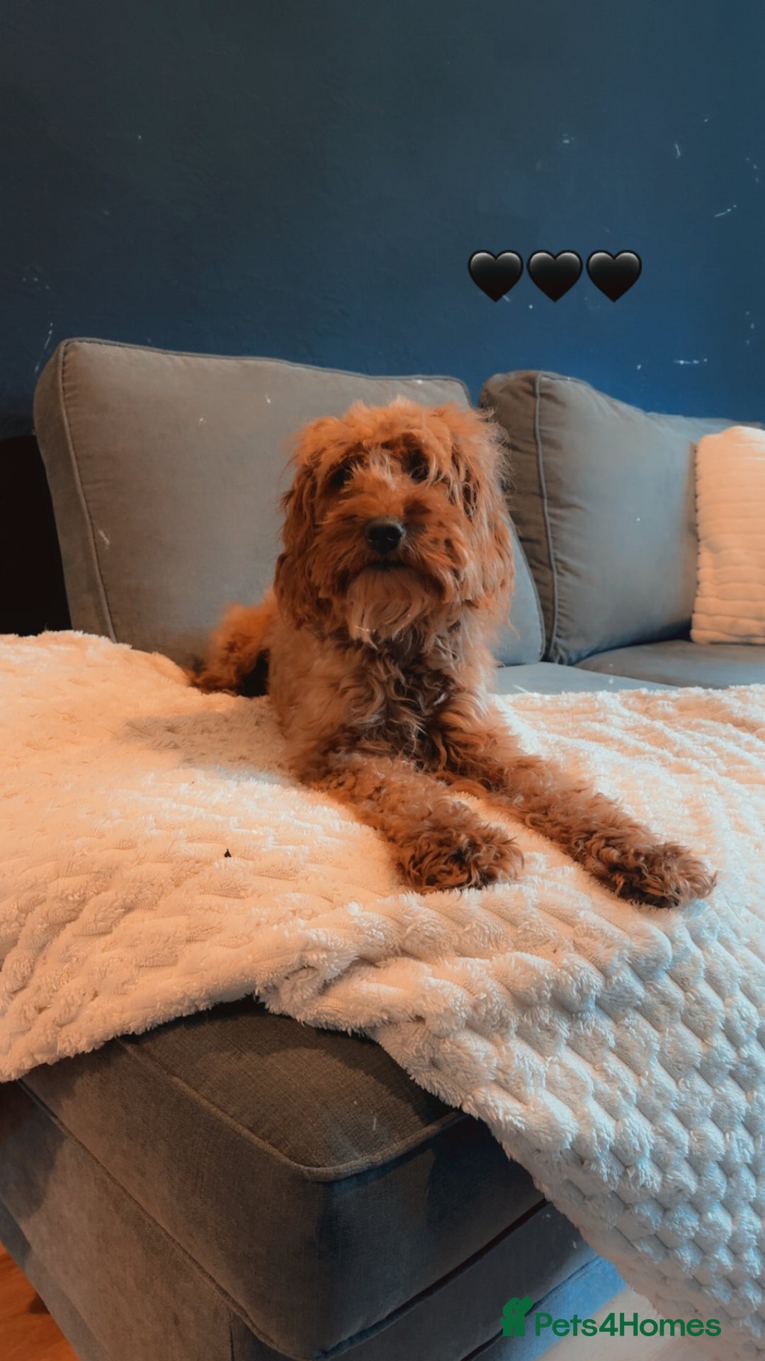 Cockapoo dogs for sale: Nova the Cockapoo  - Image 1