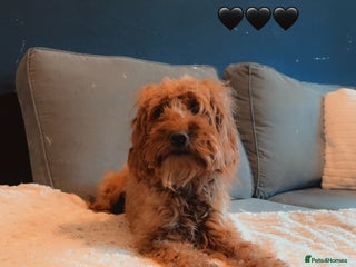 Cockapoo dogs - Advert 1