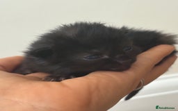 Mixed Breed cats for sale: Seven Tiny Adventures Waiting for Their Families - Advert 23