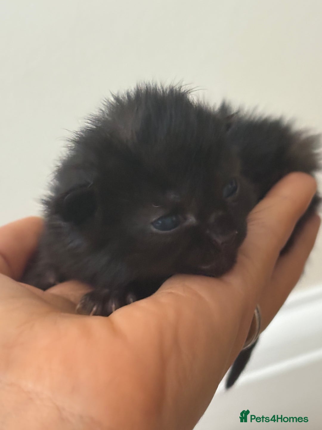 Mixed Breed cats for sale: Seven Tiny Adventures Waiting for Their Families - Advert 23