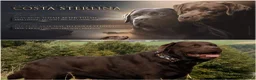 Labrador Retriever dogs for sale: Chocolate Labradors Puppies,Health Tested Parents  - Advert 2
