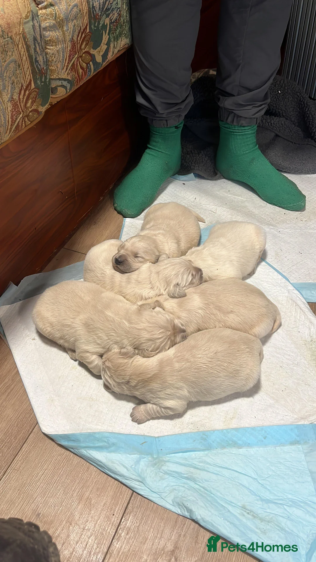 Golden Retriever dogs for stud: PROVEN KC Registered WOW  - Advert 3