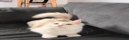 Maine Coon cats for sale: Maine coon  - Advert 6