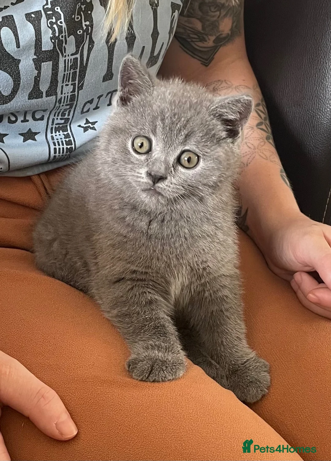British Shorthair cats for sale: Gccf registered  - Advert 1
