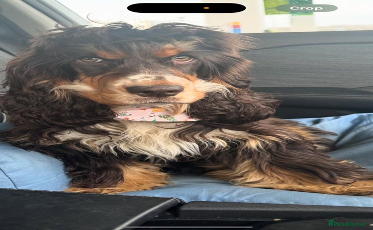 Cocker Spaniel dogs - Advert 5