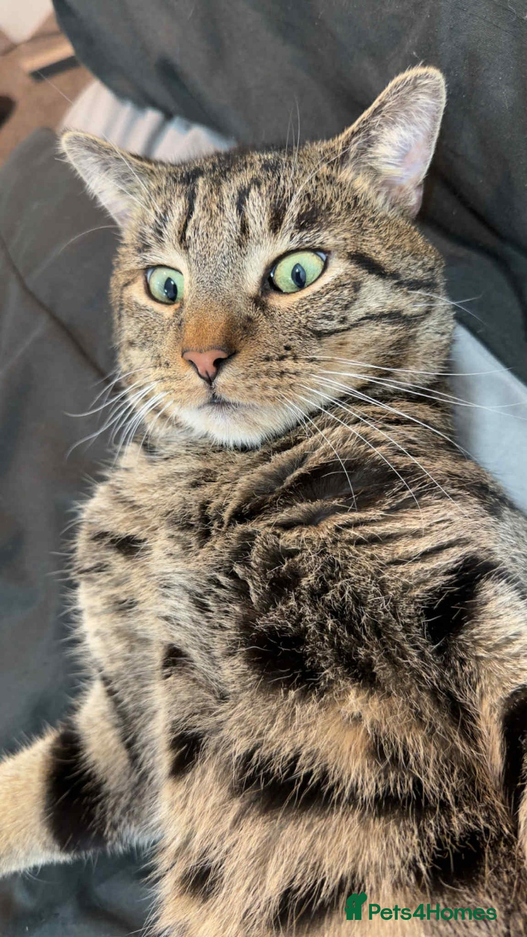 British Shorthair cats for sale: Male 2/3 yr old cat - Advert 5