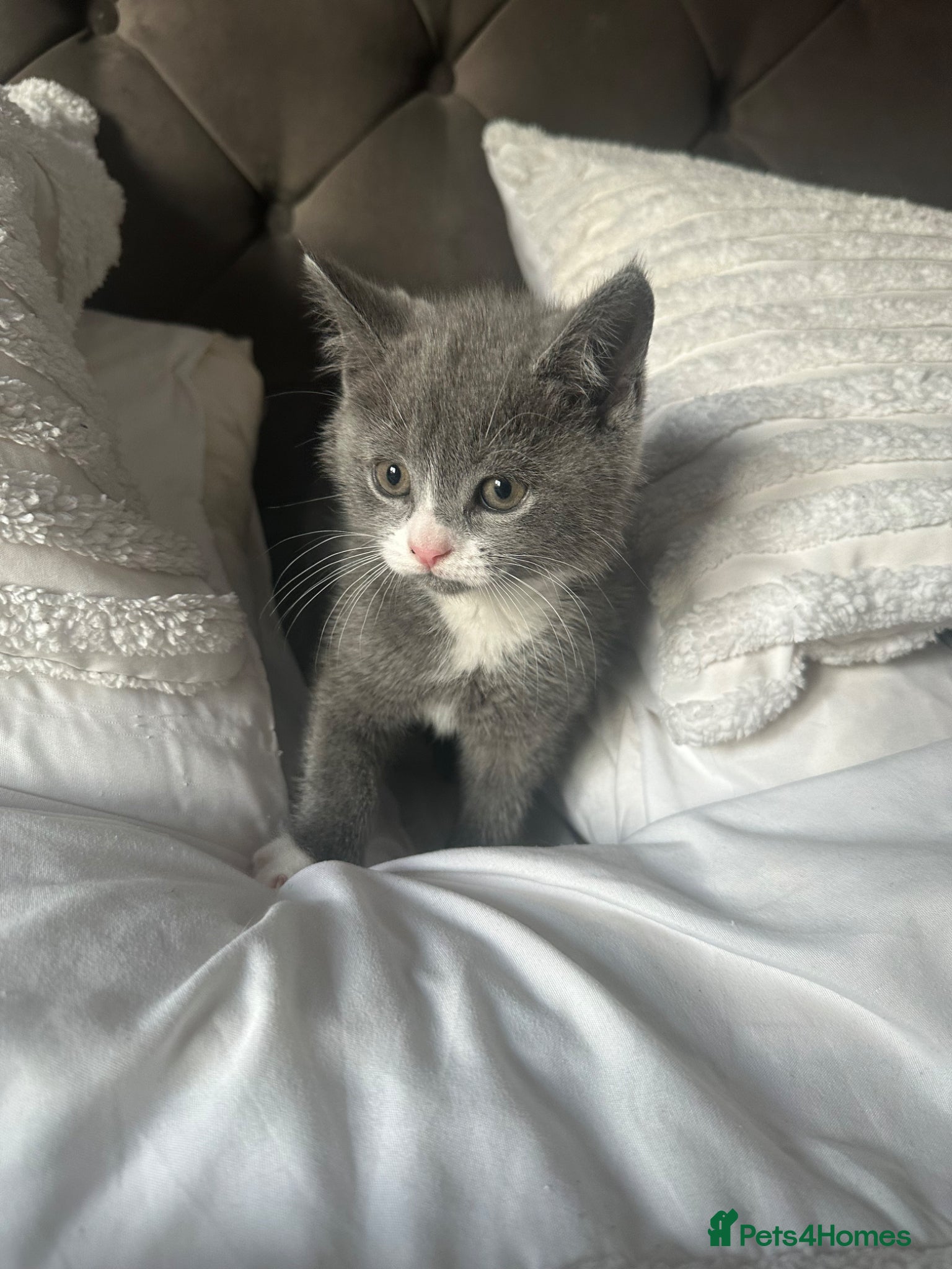 Mixed Breed cats Last beautiful little girl - Advert 1