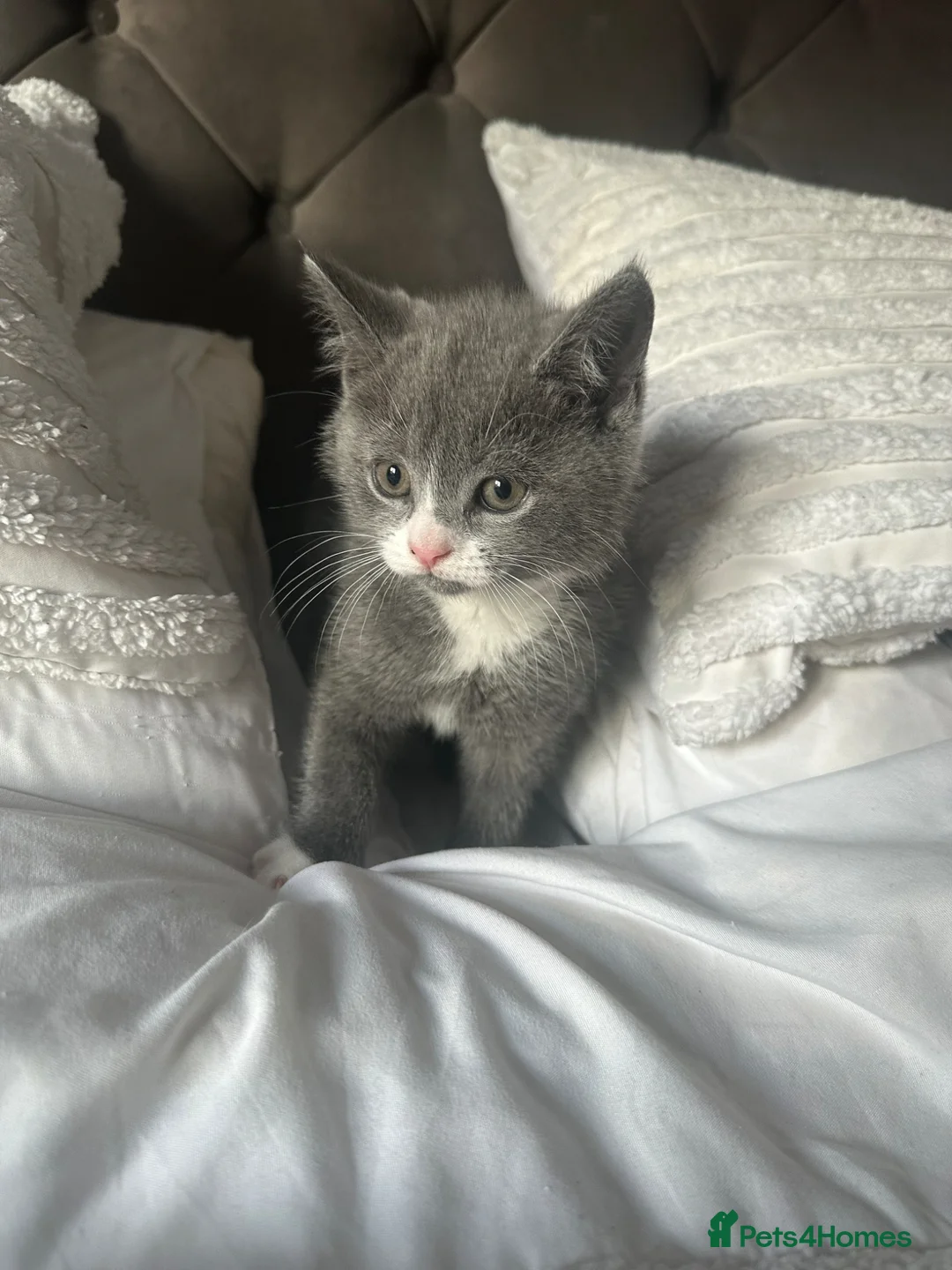 Mixed Breed cats for sale: Last beautiful little girl - Advert 1