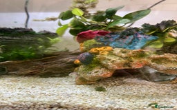 Tetras fish for sale: Aquarium with betta fish +2 neon tetras - Advert 3