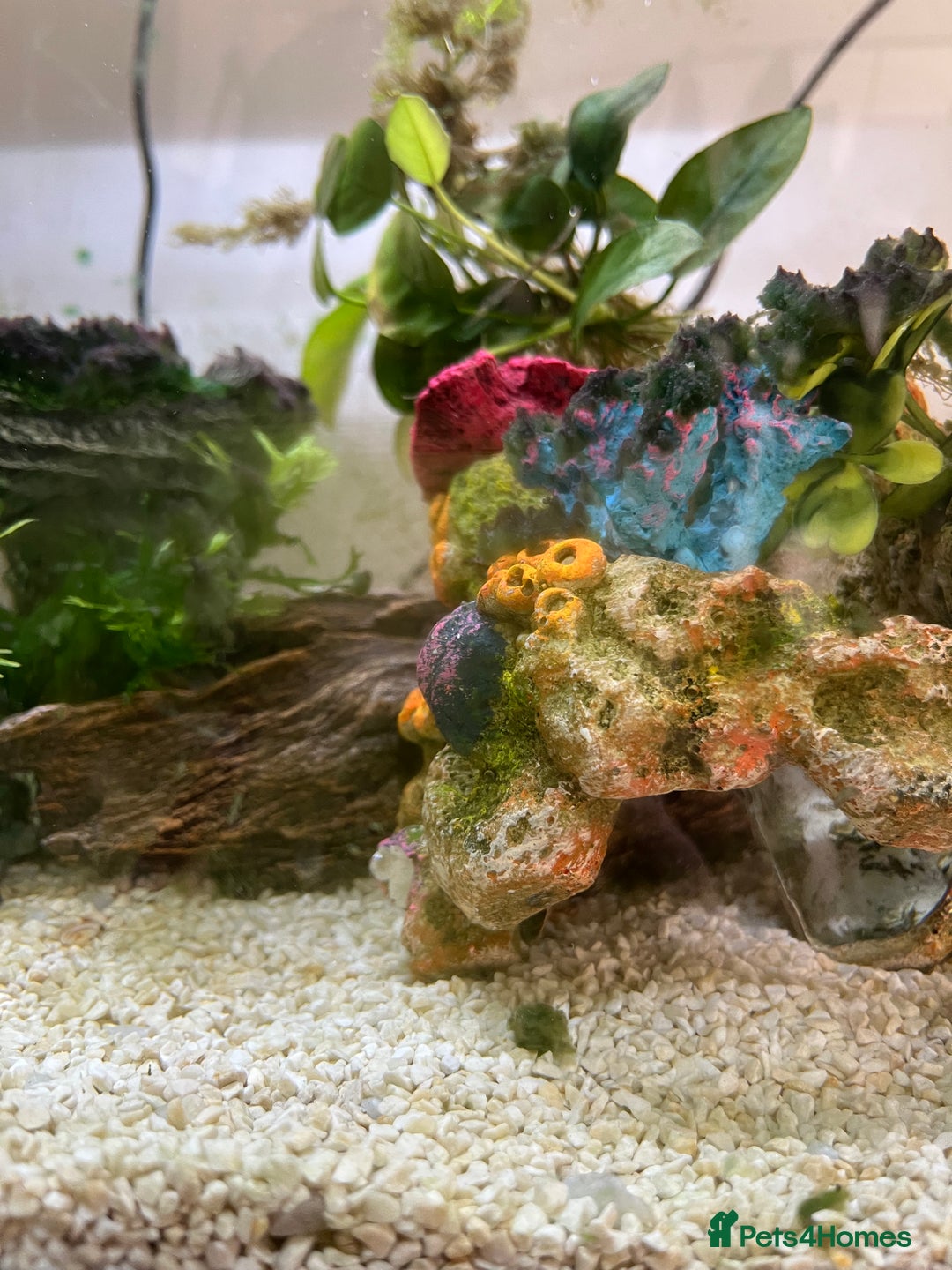 Tetras fish for sale: Aquarium with betta fish +2 neon tetras - Advert 3