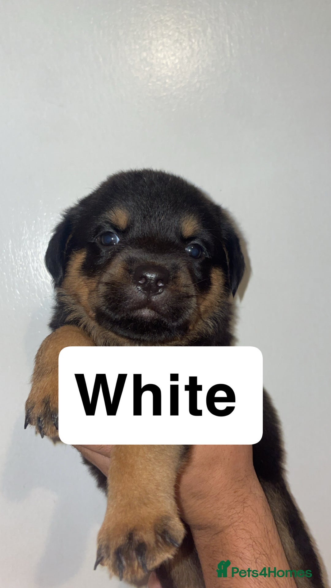 Rottweiler dogs for sale: 11 Chucky Rottweiler puppies for sale  - Image 22