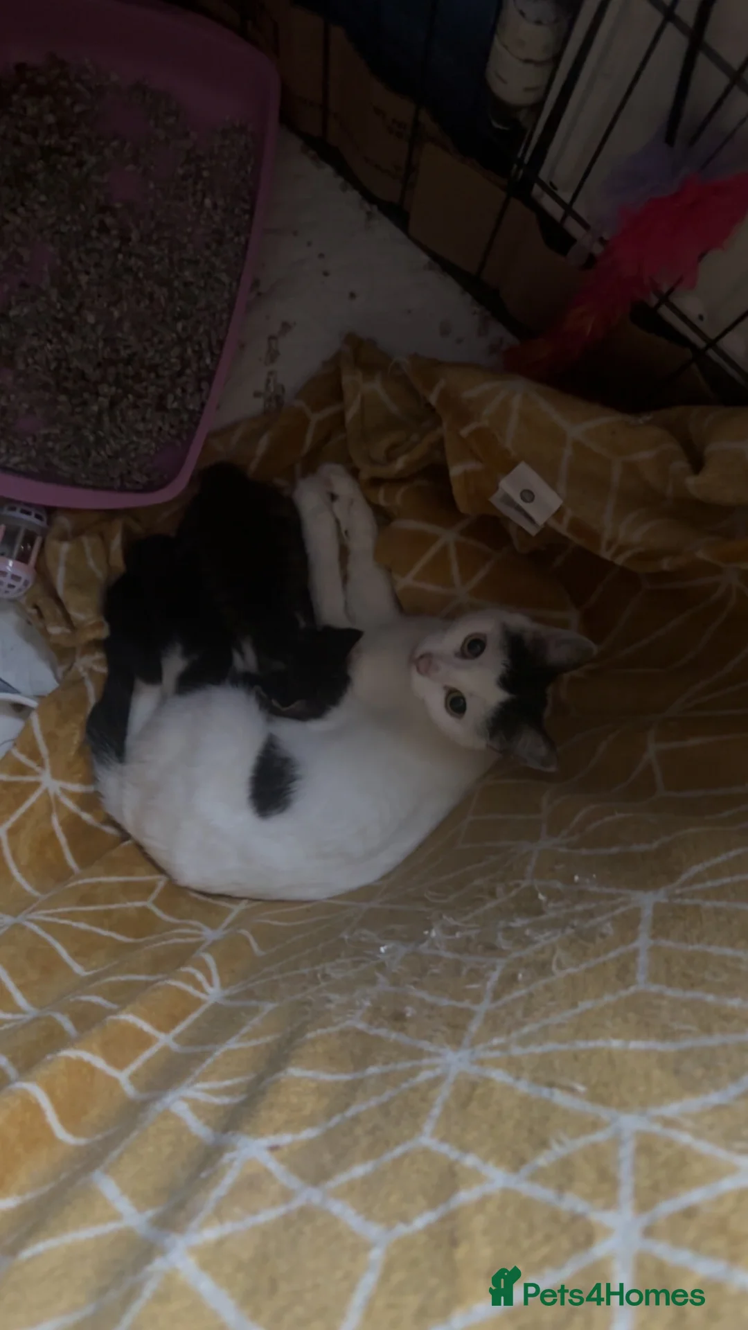 Mixed Breed cats for sale: White and grey Tabby 1M/1F ready 19 Feb - Advert 4