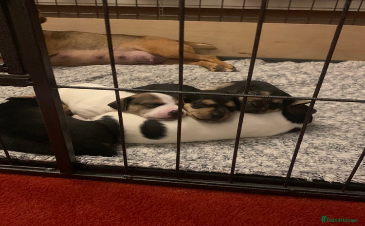 Jack Russell dogs - Advert 8
