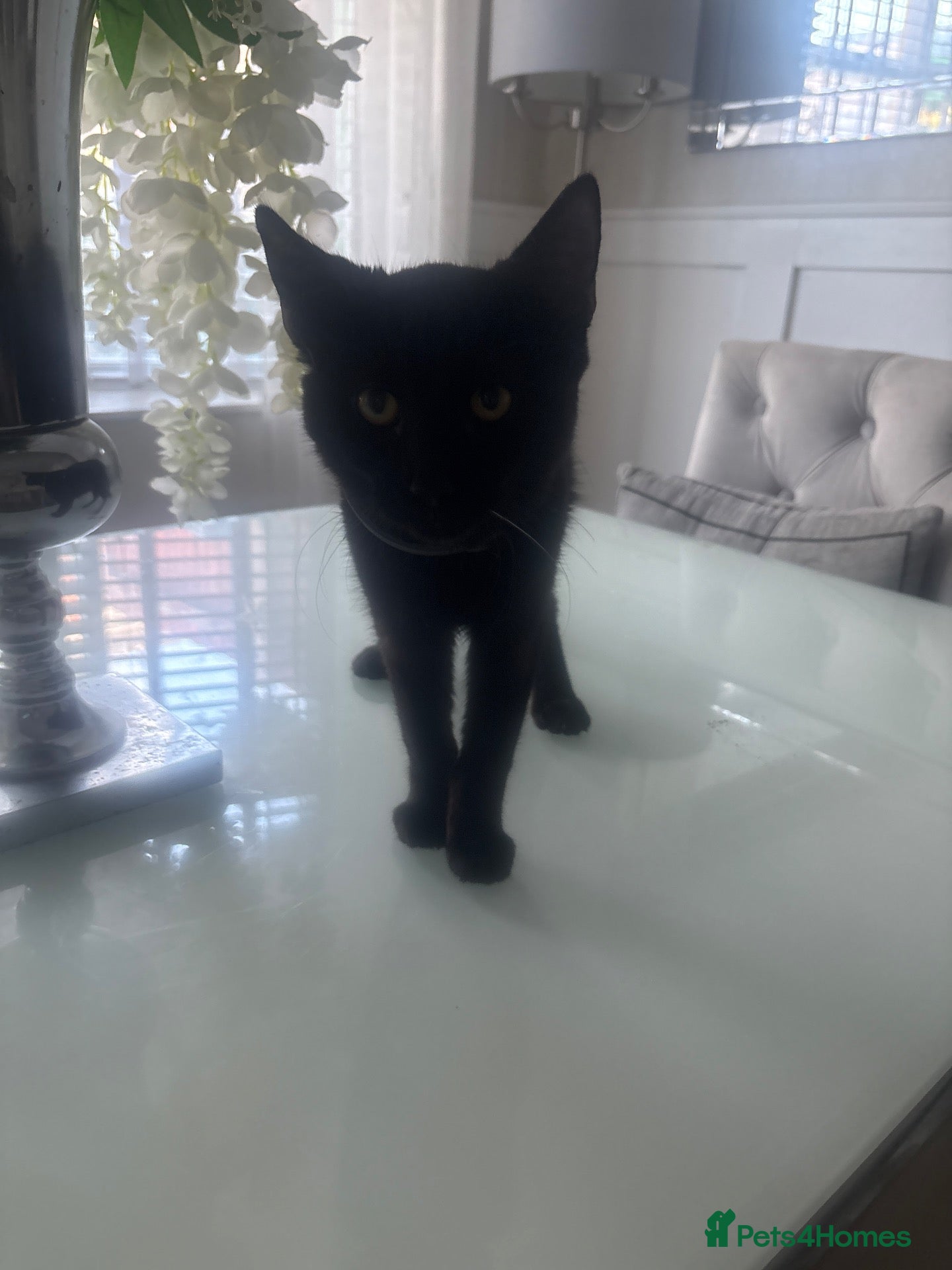 Mixed Breed cats Half Siamese black male  - Advert 1