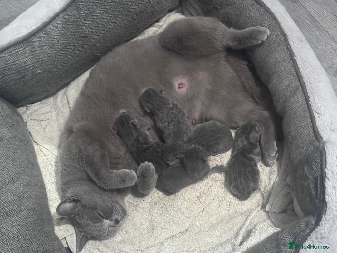 British Shorthair cats for sale: Chunky BSH kittens - Image 15