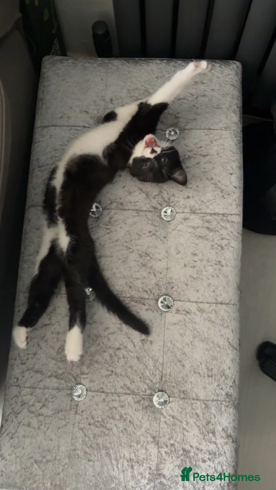 Mixed Breed cats for sale: 2 tuxedo kittens for sale - Advert 2