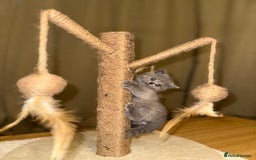British Shorthair cats for sale: British Shorthair kittens Lilac/Blue 3 Girls 1 Boy - Image 12