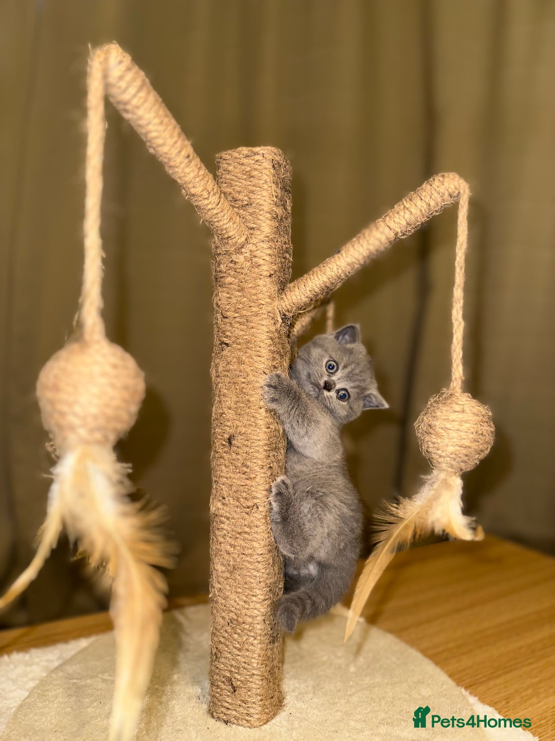 British Shorthair cats for sale: British Shorthair kittens Lilac/Blue 3 Girls 1 Boy - Image 12